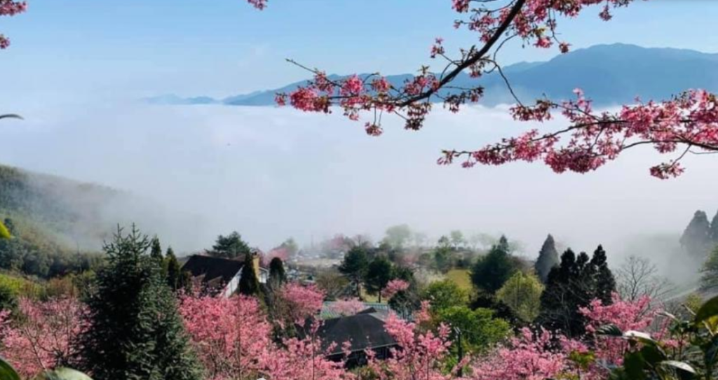 五峰櫻花季