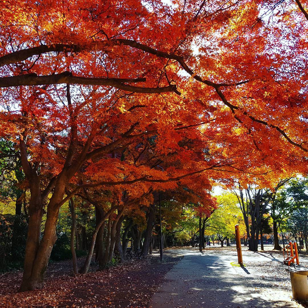 井之頭恩賜公園|日本 Japan 日本必食 日本必吃 日本必到 日本必去 日本必買 日本必掃 日本自由行 日本行程 日本行程包 日本懶人包 日本好去處 日本景點 日本必到景點 日本必去景點 日本美食 日本交通 日本攻略 日本自由行行程 日本自由行行程推薦 日本酒店 日本飯店 日本酒店推薦 日本飯店推薦 日本必住酒店 日本必住飯店 日本必食2019 日本必吃2019 日本必到2019 日本必去2019 日本必買2019 日本必掃2019 日本自由行2019 日本行程2019 日本行程包2019 日本懶人包2019 日本好去處2019 日本景點2019 日本必到景點2019 日本必去景點2019 日本美食2019 日本交通2019 日本攻略2019 日本自由行行程2019 日本自由行行程推薦2019 日本酒店2019 日本飯店2019 日本酒店推薦2019 日本飯店推薦2019 日本必住酒店2019 日本必住飯店2019 東京 Tokyo 東京必食 東京必吃 東京必到 東京必去 東京必買 東京必掃 東京自由行 東京行程 東京行程包 東京懶人包 東京好去處 東京景點 東京必到景點 東京必去景點 東京美食 東京交通 東京攻略 東京自由行行程 東京自由行行程推薦 東京酒店 東京飯店 東京酒店推薦 東京飯店推薦 東京必住酒店 東京必住飯店 東京必食2019 東京必吃2019 東京必到2019 東京必去2019 東京必買2019 東京必掃2019 東京自由行2019 東京行程2019 東京行程包2019 東京懶人包2019 東京好去處2019 東京景點2019 東京必到景點2019 東京必去景點2019 東京美食2019 東京交通2019 東京攻略2019 東京自由行行程2019 東京自由行行程推薦2019 東京酒店2019 東京飯店2019 東京酒店推薦2019 東京飯店推薦2019 東京必住酒店2019 東京必住飯店2019 銀杏2019 日本銀杏 日本銀杏2019 東京銀杏 東京銀杏2019 楓葉2019 紅葉2019 日本楓葉2019 日本楓葉 日本紅葉 日本紅葉2019 東京楓葉2019 東京楓葉 東京紅葉 東京紅葉2019 國營昭和紀念公園 國營昭和紀念公園紅葉 國營昭和紀念公園楓葉 國營昭和紀念公園2019 國營昭和紀念公園紅葉2019 國營昭和紀念公園楓葉2019六義園 六義園紅葉 六義園楓葉 六義園2019 六義園紅葉2019 六義園楓葉2019 新宿御苑 新宿御苑紅葉 新宿御苑楓葉 新宿御苑2019 新宿御苑紅葉2019 新宿御苑楓葉2019 小石川後樂園 小石川後樂園紅葉 小石川後樂園楓葉 小石川後樂園2019 小石川後樂園紅葉2019 小石川後樂園楓葉2019 井之頭恩賜公園 井之頭恩賜公園紅葉 井之頭恩賜公園楓葉 井之頭恩賜公園2019 井之頭恩賜公園紅葉2019 井之頭恩賜公園楓葉2019 飛鳥山公園 飛鳥山公園紅葉 飛鳥山公園楓葉 飛鳥山公園2019 飛鳥山公園紅葉2019 飛鳥山公園楓葉2019 代代木公園 代代木公園紅葉 代代木公園楓葉 代代木公園2019 代代木公園紅葉2019 代代木公園楓葉2019 上野恩賜公園 上野恩賜公園紅葉 上野恩賜公園楓葉 上野恩賜公園2019 上野恩賜公園紅葉2019 上野恩賜公園楓葉2019 井之頭恩賜公園5月 井之頭恩賜公園櫻花2019 井之頭恩賜公園野餐 井之頭恩賜公園7月 井之頭恩賜公園親子 井之頭公園站 井之頭公園命案 井之頭恩賜公園市集2019 井の頭恩賜公園 井之頭恩賜公園情侶