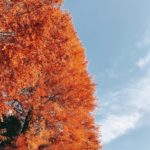 井之頭恩賜公園|日本 Japan 日本必食 日本必吃 日本必到 日本必去 日本必買 日本必掃 日本自由行 日本行程 日本行程包 日本懶人包 日本好去處 日本景點 日本必到景點 日本必去景點 日本美食 日本交通 日本攻略 日本自由行行程 日本自由行行程推薦 日本酒店 日本飯店 日本酒店推薦 日本飯店推薦 日本必住酒店 日本必住飯店 日本必食2019 日本必吃2019 日本必到2019 日本必去2019 日本必買2019 日本必掃2019 日本自由行2019 日本行程2019 日本行程包2019 日本懶人包2019 日本好去處2019 日本景點2019 日本必到景點2019 日本必去景點2019 日本美食2019 日本交通2019 日本攻略2019 日本自由行行程2019 日本自由行行程推薦2019 日本酒店2019 日本飯店2019 日本酒店推薦2019 日本飯店推薦2019 日本必住酒店2019 日本必住飯店2019 東京 Tokyo 東京必食 東京必吃 東京必到 東京必去 東京必買 東京必掃 東京自由行 東京行程 東京行程包 東京懶人包 東京好去處 東京景點 東京必到景點 東京必去景點 東京美食 東京交通 東京攻略 東京自由行行程 東京自由行行程推薦 東京酒店 東京飯店 東京酒店推薦 東京飯店推薦 東京必住酒店 東京必住飯店 東京必食2019 東京必吃2019 東京必到2019 東京必去2019 東京必買2019 東京必掃2019 東京自由行2019 東京行程2019 東京行程包2019 東京懶人包2019 東京好去處2019 東京景點2019 東京必到景點2019 東京必去景點2019 東京美食2019 東京交通2019 東京攻略2019 東京自由行行程2019 東京自由行行程推薦2019 東京酒店2019 東京飯店2019 東京酒店推薦2019 東京飯店推薦2019 東京必住酒店2019 東京必住飯店2019 銀杏2019 日本銀杏 日本銀杏2019 東京銀杏 東京銀杏2019 楓葉2019 紅葉2019 日本楓葉2019 日本楓葉 日本紅葉 日本紅葉2019 東京楓葉2019 東京楓葉 東京紅葉 東京紅葉2019 國營昭和紀念公園 國營昭和紀念公園紅葉 國營昭和紀念公園楓葉 國營昭和紀念公園2019 國營昭和紀念公園紅葉2019 國營昭和紀念公園楓葉2019六義園 六義園紅葉 六義園楓葉 六義園2019 六義園紅葉2019 六義園楓葉2019 新宿御苑 新宿御苑紅葉 新宿御苑楓葉 新宿御苑2019 新宿御苑紅葉2019 新宿御苑楓葉2019 小石川後樂園 小石川後樂園紅葉 小石川後樂園楓葉 小石川後樂園2019 小石川後樂園紅葉2019 小石川後樂園楓葉2019 井之頭恩賜公園 井之頭恩賜公園紅葉 井之頭恩賜公園楓葉 井之頭恩賜公園2019 井之頭恩賜公園紅葉2019 井之頭恩賜公園楓葉2019 飛鳥山公園 飛鳥山公園紅葉 飛鳥山公園楓葉 飛鳥山公園2019 飛鳥山公園紅葉2019 飛鳥山公園楓葉2019 代代木公園 代代木公園紅葉 代代木公園楓葉 代代木公園2019 代代木公園紅葉2019 代代木公園楓葉2019 上野恩賜公園 上野恩賜公園紅葉 上野恩賜公園楓葉 上野恩賜公園2019 上野恩賜公園紅葉2019 上野恩賜公園楓葉2019 井之頭恩賜公園5月 井之頭恩賜公園櫻花2019 井之頭恩賜公園野餐 井之頭恩賜公園7月 井之頭恩賜公園親子 井之頭公園站 井之頭公園命案 井之頭恩賜公園市集2019 井の頭恩賜公園 井之頭恩賜公園情侶