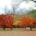 代代木公園|日本 Japan 日本必食 日本必吃 日本必到 日本必去 日本必買 日本必掃 日本自由行 日本行程 日本行程包 日本懶人包 日本好去處 日本景點 日本必到景點 日本必去景點 日本美食 日本交通 日本攻略 日本自由行行程 日本自由行行程推薦 日本酒店 日本飯店 日本酒店推薦 日本飯店推薦 日本必住酒店 日本必住飯店 日本必食2019 日本必吃2019 日本必到2019 日本必去2019 日本必買2019 日本必掃2019 日本自由行2019 日本行程2019 日本行程包2019 日本懶人包2019 日本好去處2019 日本景點2019 日本必到景點2019 日本必去景點2019 日本美食2019 日本交通2019 日本攻略2019 日本自由行行程2019 日本自由行行程推薦2019 日本酒店2019 日本飯店2019 日本酒店推薦2019 日本飯店推薦2019 日本必住酒店2019 日本必住飯店2019 東京 Tokyo 東京必食 東京必吃 東京必到 東京必去 東京必買 東京必掃 東京自由行 東京行程 東京行程包 東京懶人包 東京好去處 東京景點 東京必到景點 東京必去景點 東京美食 東京交通 東京攻略 東京自由行行程 東京自由行行程推薦 東京酒店 東京飯店 東京酒店推薦 東京飯店推薦 東京必住酒店 東京必住飯店 東京必食2019 東京必吃2019 東京必到2019 東京必去2019 東京必買2019 東京必掃2019 東京自由行2019 東京行程2019 東京行程包2019 東京懶人包2019 東京好去處2019 東京景點2019 東京必到景點2019 東京必去景點2019 東京美食2019 東京交通2019 東京攻略2019 東京自由行行程2019 東京自由行行程推薦2019 東京酒店2019 東京飯店2019 東京酒店推薦2019 東京飯店推薦2019 東京必住酒店2019 東京必住飯店2019 銀杏2019 日本銀杏 日本銀杏2019 東京銀杏 東京銀杏2019 楓葉2019 紅葉2019 日本楓葉2019 日本楓葉 日本紅葉 日本紅葉2019 東京楓葉2019 東京楓葉 東京紅葉 東京紅葉2019 國營昭和紀念公園 國營昭和紀念公園紅葉 國營昭和紀念公園楓葉 國營昭和紀念公園2019 國營昭和紀念公園紅葉2019 國營昭和紀念公園楓葉2019六義園 六義園紅葉 六義園楓葉 六義園2019 六義園紅葉2019 六義園楓葉2019 新宿御苑 新宿御苑紅葉 新宿御苑楓葉 新宿御苑2019 新宿御苑紅葉2019 新宿御苑楓葉2019 小石川後樂園 小石川後樂園紅葉 小石川後樂園楓葉 小石川後樂園2019 小石川後樂園紅葉2019 小石川後樂園楓葉2019 井之頭恩賜公園 井之頭恩賜公園紅葉 井之頭恩賜公園楓葉 井之頭恩賜公園2019 井之頭恩賜公園紅葉2019 井之頭恩賜公園楓葉2019 飛鳥山公園 飛鳥山公園紅葉 飛鳥山公園楓葉 飛鳥山公園2019 飛鳥山公園紅葉2019 飛鳥山公園楓葉2019 代代木公園 代代木公園紅葉 代代木公園楓葉 代代木公園2019 代代木公園紅葉2019 代代木公園楓葉2019 上野恩賜公園 上野恩賜公園紅葉 上野恩賜公園楓葉 上野恩賜公園2019 上野恩賜公園紅葉2019 上野恩賜公園楓葉2019 代代木公園2019 代代木公園夏天 代代木公園跳蚤市場 代代木公園2018 代代木公園櫻花2019 代代木公園美食 代代木公園騎馬 代代木公園跳舞 代代木公園冬天 代代木公園晚上