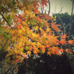 代代木公園|日本 Japan 日本必食 日本必吃 日本必到 日本必去 日本必買 日本必掃 日本自由行 日本行程 日本行程包 日本懶人包 日本好去處 日本景點 日本必到景點 日本必去景點 日本美食 日本交通 日本攻略 日本自由行行程 日本自由行行程推薦 日本酒店 日本飯店 日本酒店推薦 日本飯店推薦 日本必住酒店 日本必住飯店 日本必食2019 日本必吃2019 日本必到2019 日本必去2019 日本必買2019 日本必掃2019 日本自由行2019 日本行程2019 日本行程包2019 日本懶人包2019 日本好去處2019 日本景點2019 日本必到景點2019 日本必去景點2019 日本美食2019 日本交通2019 日本攻略2019 日本自由行行程2019 日本自由行行程推薦2019 日本酒店2019 日本飯店2019 日本酒店推薦2019 日本飯店推薦2019 日本必住酒店2019 日本必住飯店2019 東京 Tokyo 東京必食 東京必吃 東京必到 東京必去 東京必買 東京必掃 東京自由行 東京行程 東京行程包 東京懶人包 東京好去處 東京景點 東京必到景點 東京必去景點 東京美食 東京交通 東京攻略 東京自由行行程 東京自由行行程推薦 東京酒店 東京飯店 東京酒店推薦 東京飯店推薦 東京必住酒店 東京必住飯店 東京必食2019 東京必吃2019 東京必到2019 東京必去2019 東京必買2019 東京必掃2019 東京自由行2019 東京行程2019 東京行程包2019 東京懶人包2019 東京好去處2019 東京景點2019 東京必到景點2019 東京必去景點2019 東京美食2019 東京交通2019 東京攻略2019 東京自由行行程2019 東京自由行行程推薦2019 東京酒店2019 東京飯店2019 東京酒店推薦2019 東京飯店推薦2019 東京必住酒店2019 東京必住飯店2019 銀杏2019 日本銀杏 日本銀杏2019 東京銀杏 東京銀杏2019 楓葉2019 紅葉2019 日本楓葉2019 日本楓葉 日本紅葉 日本紅葉2019 東京楓葉2019 東京楓葉 東京紅葉 東京紅葉2019 國營昭和紀念公園 國營昭和紀念公園紅葉 國營昭和紀念公園楓葉 國營昭和紀念公園2019 國營昭和紀念公園紅葉2019 國營昭和紀念公園楓葉2019六義園 六義園紅葉 六義園楓葉 六義園2019 六義園紅葉2019 六義園楓葉2019 新宿御苑 新宿御苑紅葉 新宿御苑楓葉 新宿御苑2019 新宿御苑紅葉2019 新宿御苑楓葉2019 小石川後樂園 小石川後樂園紅葉 小石川後樂園楓葉 小石川後樂園2019 小石川後樂園紅葉2019 小石川後樂園楓葉2019 井之頭恩賜公園 井之頭恩賜公園紅葉 井之頭恩賜公園楓葉 井之頭恩賜公園2019 井之頭恩賜公園紅葉2019 井之頭恩賜公園楓葉2019 飛鳥山公園 飛鳥山公園紅葉 飛鳥山公園楓葉 飛鳥山公園2019 飛鳥山公園紅葉2019 飛鳥山公園楓葉2019 代代木公園 代代木公園紅葉 代代木公園楓葉 代代木公園2019 代代木公園紅葉2019 代代木公園楓葉2019 上野恩賜公園 上野恩賜公園紅葉 上野恩賜公園楓葉 上野恩賜公園2019 上野恩賜公園紅葉2019 上野恩賜公園楓葉2019 代代木公園2019 代代木公園夏天 代代木公園跳蚤市場 代代木公園2018 代代木公園櫻花2019 代代木公園美食 代代木公園騎馬 代代木公園跳舞 代代木公園冬天 代代木公園晚上