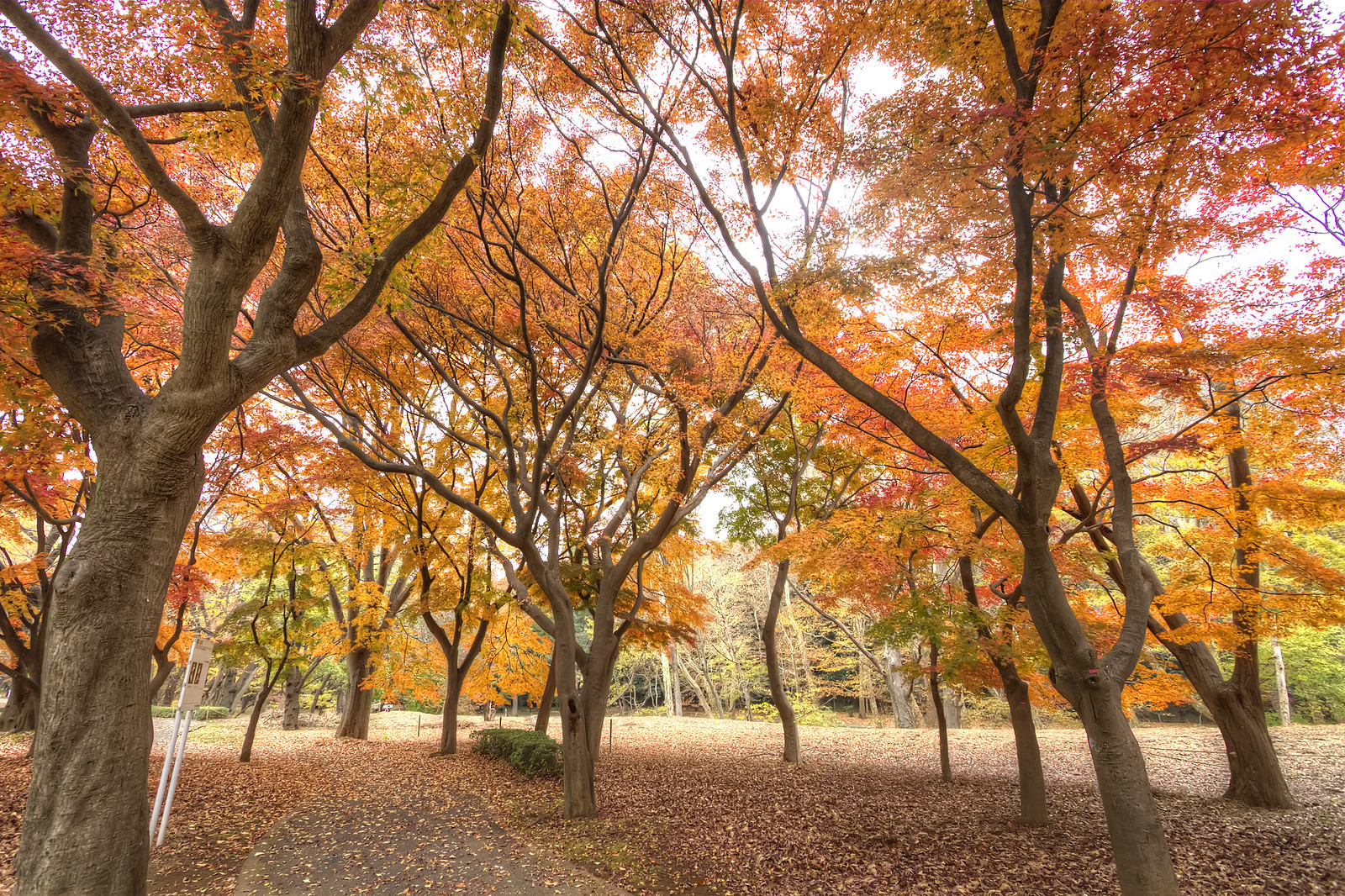 代代木公園|日本 Japan 日本必食 日本必吃 日本必到 日本必去 日本必買 日本必掃 日本自由行 日本行程 日本行程包 日本懶人包 日本好去處 日本景點 日本必到景點 日本必去景點 日本美食 日本交通 日本攻略 日本自由行行程 日本自由行行程推薦 日本酒店 日本飯店 日本酒店推薦 日本飯店推薦 日本必住酒店 日本必住飯店 日本必食2019 日本必吃2019 日本必到2019 日本必去2019 日本必買2019 日本必掃2019 日本自由行2019 日本行程2019 日本行程包2019 日本懶人包2019 日本好去處2019 日本景點2019 日本必到景點2019 日本必去景點2019 日本美食2019 日本交通2019 日本攻略2019 日本自由行行程2019 日本自由行行程推薦2019 日本酒店2019 日本飯店2019 日本酒店推薦2019 日本飯店推薦2019 日本必住酒店2019 日本必住飯店2019 東京 Tokyo 東京必食 東京必吃 東京必到 東京必去 東京必買 東京必掃 東京自由行 東京行程 東京行程包 東京懶人包 東京好去處 東京景點 東京必到景點 東京必去景點 東京美食 東京交通 東京攻略 東京自由行行程 東京自由行行程推薦 東京酒店 東京飯店 東京酒店推薦 東京飯店推薦 東京必住酒店 東京必住飯店 東京必食2019 東京必吃2019 東京必到2019 東京必去2019 東京必買2019 東京必掃2019 東京自由行2019 東京行程2019 東京行程包2019 東京懶人包2019 東京好去處2019 東京景點2019 東京必到景點2019 東京必去景點2019 東京美食2019 東京交通2019 東京攻略2019 東京自由行行程2019 東京自由行行程推薦2019 東京酒店2019 東京飯店2019 東京酒店推薦2019 東京飯店推薦2019 東京必住酒店2019 東京必住飯店2019 銀杏2019 日本銀杏 日本銀杏2019 東京銀杏 東京銀杏2019 楓葉2019 紅葉2019 日本楓葉2019 日本楓葉 日本紅葉 日本紅葉2019 東京楓葉2019 東京楓葉 東京紅葉 東京紅葉2019 國營昭和紀念公園 國營昭和紀念公園紅葉 國營昭和紀念公園楓葉 國營昭和紀念公園2019 國營昭和紀念公園紅葉2019 國營昭和紀念公園楓葉2019六義園 六義園紅葉 六義園楓葉 六義園2019 六義園紅葉2019 六義園楓葉2019 新宿御苑 新宿御苑紅葉 新宿御苑楓葉 新宿御苑2019 新宿御苑紅葉2019 新宿御苑楓葉2019 小石川後樂園 小石川後樂園紅葉 小石川後樂園楓葉 小石川後樂園2019 小石川後樂園紅葉2019 小石川後樂園楓葉2019 井之頭恩賜公園 井之頭恩賜公園紅葉 井之頭恩賜公園楓葉 井之頭恩賜公園2019 井之頭恩賜公園紅葉2019 井之頭恩賜公園楓葉2019 飛鳥山公園 飛鳥山公園紅葉 飛鳥山公園楓葉 飛鳥山公園2019 飛鳥山公園紅葉2019 飛鳥山公園楓葉2019 代代木公園 代代木公園紅葉 代代木公園楓葉 代代木公園2019 代代木公園紅葉2019 代代木公園楓葉2019 上野恩賜公園 上野恩賜公園紅葉 上野恩賜公園楓葉 上野恩賜公園2019 上野恩賜公園紅葉2019 上野恩賜公園楓葉2019 代代木公園2019 代代木公園夏天 代代木公園跳蚤市場 代代木公園2018 代代木公園櫻花2019 代代木公園美食 代代木公園騎馬 代代木公園跳舞 代代木公園冬天 代代木公園晚上