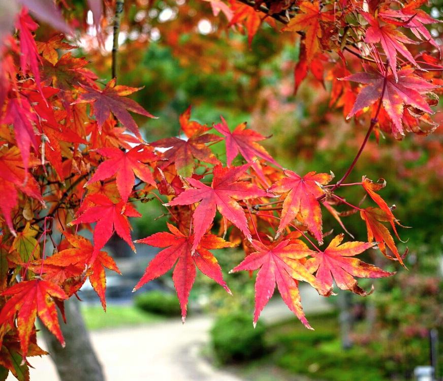 光明禪寺 光明禪寺 紅葉 2019 光明禪寺紅葉 2019 福岡 紅葉 景點 2019 福岡紅葉景點 2019 福岡 紅葉景點 2019 福岡紅葉 2019 福岡紅葉2019 福岡 紅葉 福岡紅葉 2019 福岡紅葉2019 福岡賞楓 2019 福岡賞楓2019 福岡賞楓景點 2019 福岡賞楓景點2019 福岡夜楓 2019 福岡夜楓2019 福岡夜楓景點2019 福岡夜楓景點 2019 九州紅葉 2019 九州紅葉2019 九州紅葉 景點 2019 九州紅葉景點 2019 九州紅葉景點2019 九州賞楓 2019 九州賞楓2019 九州賞楓景點 2019 九州賞楓景點2019 九州賞楓 景點 2019 九州夜楓2019 九州夜楓 2019 九州夜楓景點2019 九州夜楓景點 2019 九州夜楓 景點 2019 九州楓葉2019 九州楓葉 2019 九州楓葉景點2019 九州楓葉景點 2019 九州 紅葉祭 2019 九州景點 九州必去 九州必看 九州自由行 九州行程 九州自由行行程推薦 九州自由行行程推介 九州自由行行程
