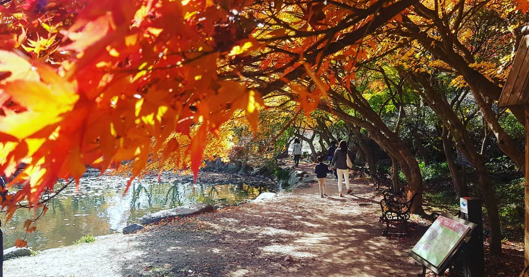 全羅道紅葉 全羅道紅葉景點 全羅道景點 全羅道賞楓 全羅道賞楓景點 全羅道紅葉楓葉 內藏山賞楓一日遊 韓國賞楓第一山 白羊寺林木步道 紅葉隧道 白羊寺 백양사 內藏山 내장산 內藏山國立公園 내장산국립공웡 濟州島自由行 濟州島景點 濟州島好去處 濟州島行程 濟州島自由行行程推介 濟州島自由行行程握薦 濟州島行程推介 濟州島行程握薦 濟州自由行 濟州景點 濟州好去處 濟州行程 濟州自由行行程推介 濟州自由行行程握薦 濟州行程推介 濟州行程握薦 釜山自由行 釜山景點 釜山好去處 釜山行程 釜山自由行行程推介 釜山自由行行程握薦 釜山行程推介 釜山行程握薦 首爾自由行 首爾景點 首爾好去處 首爾行程 首爾自由行行程推介 首爾自由行行程握薦 首爾行程推介 首爾行程握薦 2019 濟州島紅葉 2019 濟州島紅葉景點 2019 濟州島楓葉 2019 濟州島賞楓 濟州島賞楓景點 2019 濟州紅葉 2019 濟州紅葉景點 2019 濟州楓葉 2019 濟州賞楓 濟州賞楓景點 2019 釜山紅葉 2019 釜山紅葉景點 2019 釜山楓葉 2019 釜山賞楓 釜山賞楓景點 2019 首爾紅葉 2019 首爾紅葉景點 2019 首爾楓葉 2019 首爾賞楓 首爾賞楓景點 韓國紅葉 2019 韓國紅葉景點 韓國賞楓 韓國賞楓景點 韓國楓葉 2019韓國紅葉預測 韓國紅葉預測2019