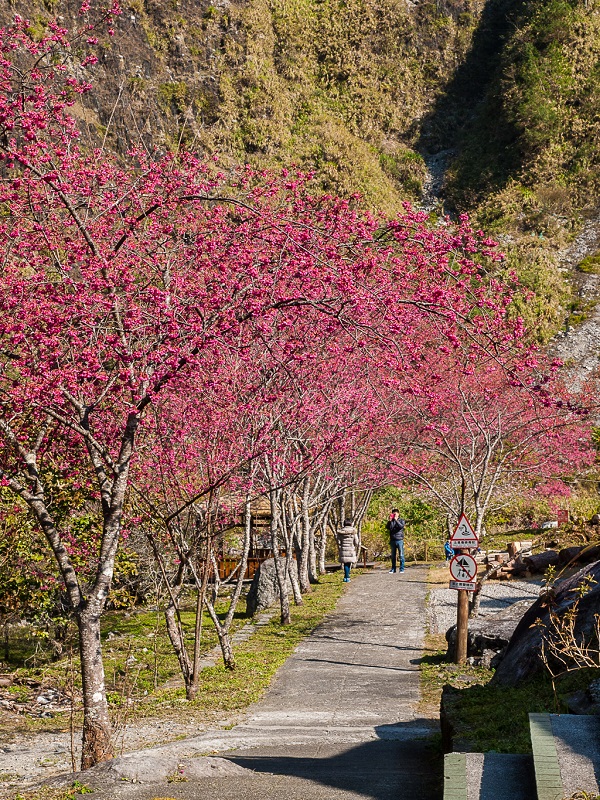 八仙山國家森林遊樂區(Basianshan National Forest Recreation Area) 景點 台灣櫻花 櫻花步道 谷關溫泉 台中 台灣溫泉 谷關溫泉旅館 地址