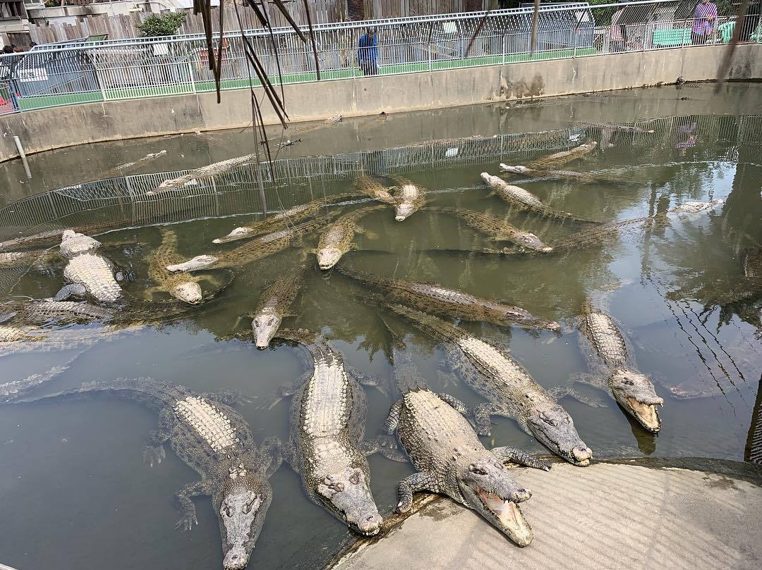 別府地獄溫泉　Beppu Jigoku Association　別府地獄めぐり 鬼山地獄 九州溫泉 九州秘境 九州景點 九州必去 九州自由行 九州自駕遊