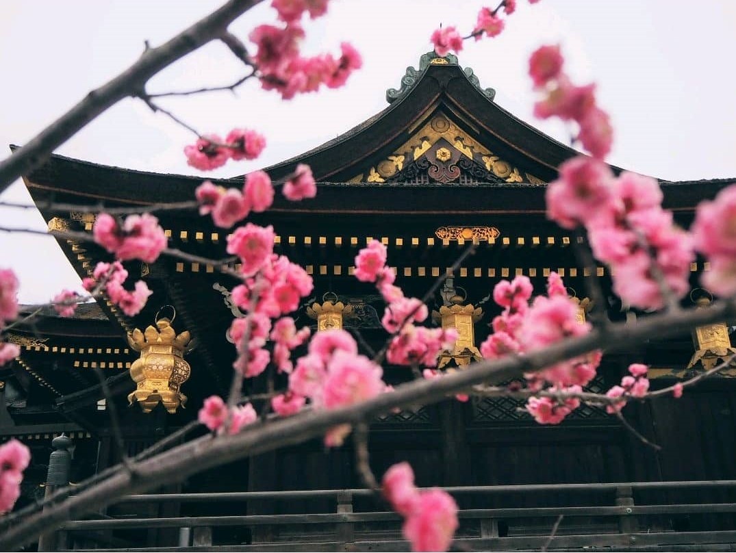 北野天滿宮 梅花 楓葉 紅葉 御守 櫻花 朱印 髭切 北野天滿宮梅花 北野天滿宮楓葉 北野天滿宮美食 北野天滿宮御守 北野天滿宮冬天 北野天滿宮行程 北野天滿宮櫻花 北野天滿宮2019 北野天滿宮朱印 北野天滿宮髭切 きたのてんまんぐう KitanoTenmangu Kitano Tenmangu