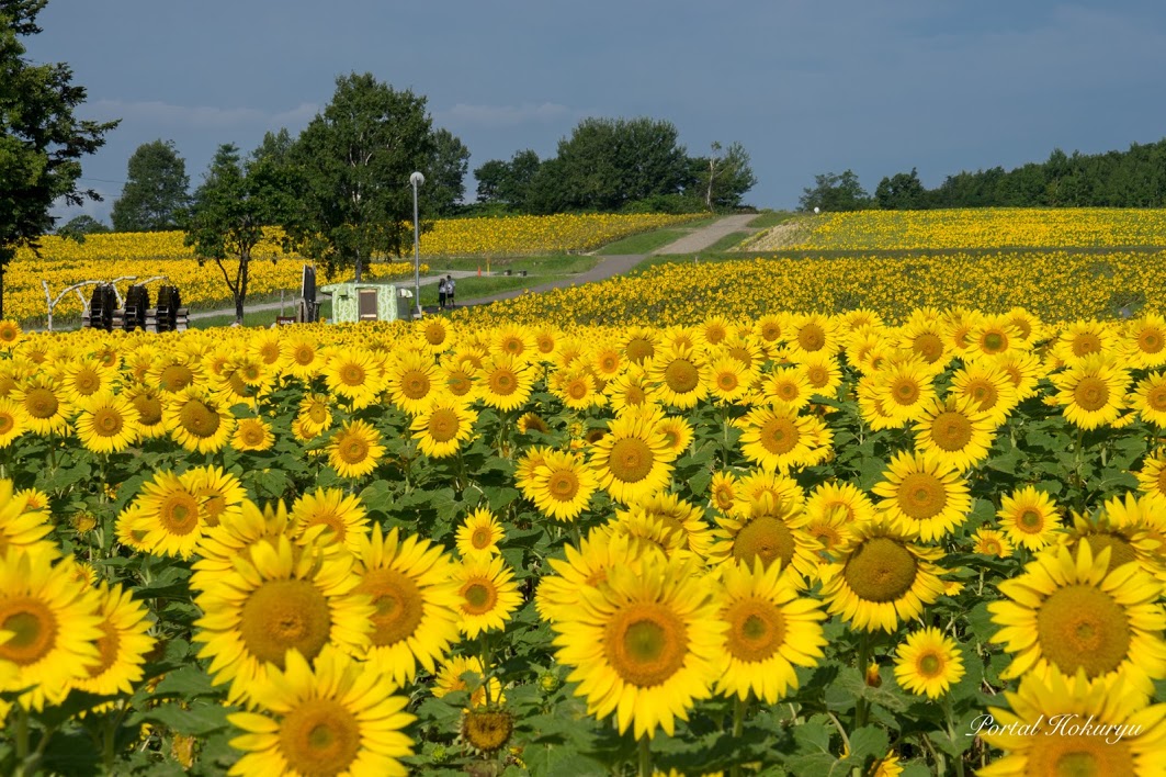 北龍町向日葵之里 Sunflower field in Hokuryu town 北竜町ひまわりの里 向日葵號 北海道太陽花 太陽花 北海道向日葵 向日葵花田 向日葵花海 北海道必去 北海道景點 北海道賞花 北海道賞花景點