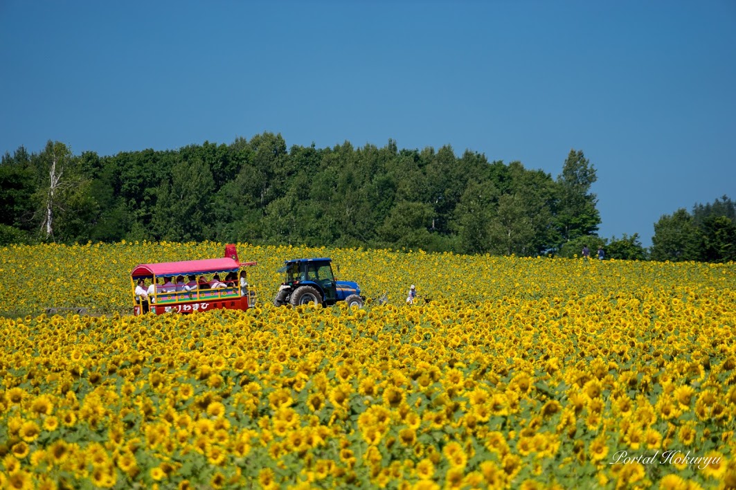北龍町向日葵之里 Sunflower field in Hokuryu town 北竜町ひまわりの里 向日葵號 北海道太陽花 太陽花 北海道向日葵 向日葵花田 向日葵花海 北海道必去 北海道景點 北海道賞花 北海道賞花景點