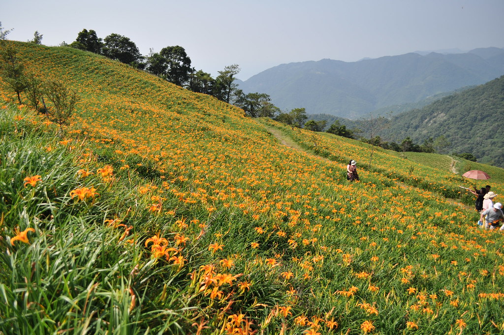 台東景點 太麻里景點 太麻里行程 太麻里必去 太麻里必玩
太麻里金針花 太麻里金針山