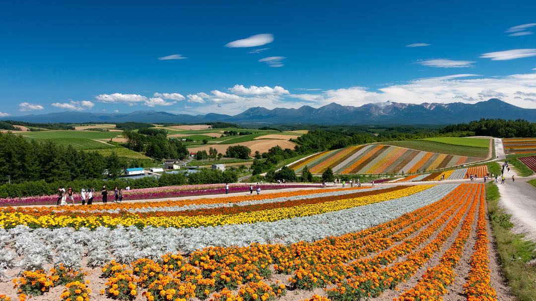 北海道夏天 北海道 夏天 北海道賞花 北海道景點 北海道自由行 北海道自駕遊 北海道好去處 北海道賞花景點 北海道 薰衣草 北海道 向日葵 北海道 太陽花 北海道 繡球花 北海道 百合花 富良野 薰衣草 富田農場 四季彩之丘 北龍向日葵之里 札幌市百合之原公園 市民之森