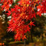 國營昭和紀念公園 |日本 Japan 日本必食 日本必吃 日本必到 日本必去 日本必買 日本必掃 日本自由行 日本行程 日本行程包 日本懶人包 日本好去處 日本景點 日本必到景點 日本必去景點 日本美食 日本交通 日本攻略 日本自由行行程 日本自由行行程推薦 日本酒店 日本飯店 日本酒店推薦 日本飯店推薦 日本必住酒店 日本必住飯店 日本必食2019 日本必吃2019 日本必到2019 日本必去2019 日本必買2019 日本必掃2019 日本自由行2019 日本行程2019 日本行程包2019 日本懶人包2019 日本好去處2019 日本景點2019 日本必到景點2019 日本必去景點2019 日本美食2019 日本交通2019 日本攻略2019 日本自由行行程2019 日本自由行行程推薦2019 日本酒店2019 日本飯店2019 日本酒店推薦2019 日本飯店推薦2019 日本必住酒店2019 日本必住飯店2019 東京 Tokyo 東京必食 東京必吃 東京必到 東京必去 東京必買 東京必掃 東京自由行 東京行程 東京行程包 東京懶人包 東京好去處 東京景點 東京必到景點 東京必去景點 東京美食 東京交通 東京攻略 東京自由行行程 東京自由行行程推薦 東京酒店 東京飯店 東京酒店推薦 東京飯店推薦 東京必住酒店 東京必住飯店 東京必食2019 東京必吃2019 東京必到2019 東京必去2019 東京必買2019 東京必掃2019 東京自由行2019 東京行程2019 東京行程包2019 東京懶人包2019 東京好去處2019 東京景點2019 東京必到景點2019 東京必去景點2019 東京美食2019 東京交通2019 東京攻略2019 東京自由行行程2019 東京自由行行程推薦2019 東京酒店2019 東京飯店2019 東京酒店推薦2019 東京飯店推薦2019 東京必住酒店2019 東京必住飯店2019 銀杏2019 日本銀杏 日本銀杏2019 東京銀杏 東京銀杏2019 楓葉2019 紅葉2019 日本楓葉2019 日本楓葉 日本紅葉 日本紅葉2019 東京楓葉2019 東京楓葉 東京紅葉 東京紅葉2019 國營昭和紀念公園 國營昭和紀念公園紅葉 國營昭和紀念公園楓葉 國營昭和紀念公園2019 國營昭和紀念公園紅葉2019 國營昭和紀念公園楓葉2019六義園 六義園紅葉 六義園楓葉 六義園2019 六義園紅葉2019 六義園楓葉2019 新宿御苑 新宿御苑紅葉 新宿御苑楓葉 新宿御苑2019 新宿御苑紅葉2019 新宿御苑楓葉2019 小石川後樂園 小石川後樂園紅葉 小石川後樂園楓葉 小石川後樂園2019 小石川後樂園紅葉2019 小石川後樂園楓葉2019 井之頭恩賜公園 井之頭恩賜公園紅葉 井之頭恩賜公園楓葉 井之頭恩賜公園2019 井之頭恩賜公園紅葉2019 井之頭恩賜公園楓葉2019 飛鳥山公園 飛鳥山公園紅葉 飛鳥山公園楓葉 飛鳥山公園2019 飛鳥山公園紅葉2019 飛鳥山公園楓葉2019 代代木公園 代代木公園紅葉 代代木公園楓葉 代代木公園2019 代代木公園紅葉2019 代代木公園楓葉2019 上野恩賜公園 上野恩賜公園紅葉 上野恩賜公園楓葉 上野恩賜公園2019 上野恩賜公園紅葉2019 上野恩賜公園楓葉2019 國營昭和紀念公園2019 國營昭和紀念公園銀杏2018 國營昭和紀念公園3月 國營昭和紀念公園10月 國營昭和紀念公園粉蝶花 昭和紀念公園櫻花2019 國營昭和紀念公園12月 昭和紀念公園櫻花2018 國營昭和紀念公園點燈 昭和紀念公園近期活動