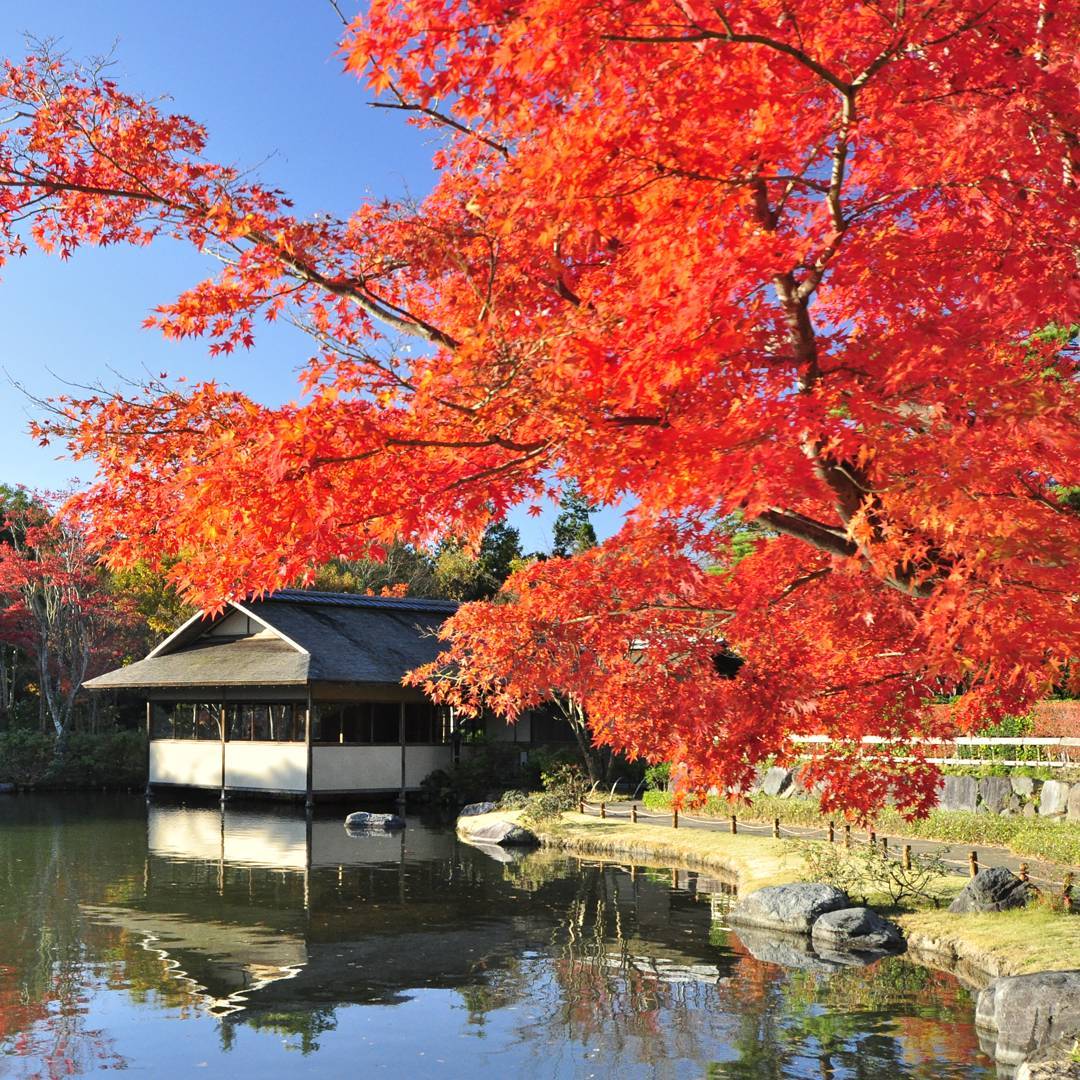國營昭和紀念公園 |日本 Japan 日本必食 日本必吃 日本必到 日本必去 日本必買 日本必掃 日本自由行 日本行程 日本行程包 日本懶人包 日本好去處 日本景點 日本必到景點 日本必去景點 日本美食 日本交通 日本攻略 日本自由行行程 日本自由行行程推薦 日本酒店 日本飯店 日本酒店推薦 日本飯店推薦 日本必住酒店 日本必住飯店 日本必食2019 日本必吃2019 日本必到2019 日本必去2019 日本必買2019 日本必掃2019 日本自由行2019 日本行程2019 日本行程包2019 日本懶人包2019 日本好去處2019 日本景點2019 日本必到景點2019 日本必去景點2019 日本美食2019 日本交通2019 日本攻略2019 日本自由行行程2019 日本自由行行程推薦2019 日本酒店2019 日本飯店2019 日本酒店推薦2019 日本飯店推薦2019 日本必住酒店2019 日本必住飯店2019 東京 Tokyo 東京必食 東京必吃 東京必到 東京必去 東京必買 東京必掃 東京自由行 東京行程 東京行程包 東京懶人包 東京好去處 東京景點 東京必到景點 東京必去景點 東京美食 東京交通 東京攻略 東京自由行行程 東京自由行行程推薦 東京酒店 東京飯店 東京酒店推薦 東京飯店推薦 東京必住酒店 東京必住飯店 東京必食2019 東京必吃2019 東京必到2019 東京必去2019 東京必買2019 東京必掃2019 東京自由行2019 東京行程2019 東京行程包2019 東京懶人包2019 東京好去處2019 東京景點2019 東京必到景點2019 東京必去景點2019 東京美食2019 東京交通2019 東京攻略2019 東京自由行行程2019 東京自由行行程推薦2019 東京酒店2019 東京飯店2019 東京酒店推薦2019 東京飯店推薦2019 東京必住酒店2019 東京必住飯店2019 銀杏2019 日本銀杏 日本銀杏2019 東京銀杏 東京銀杏2019 楓葉2019 紅葉2019 日本楓葉2019 日本楓葉 日本紅葉 日本紅葉2019 東京楓葉2019 東京楓葉 東京紅葉 東京紅葉2019 國營昭和紀念公園 國營昭和紀念公園紅葉 國營昭和紀念公園楓葉 國營昭和紀念公園2019 國營昭和紀念公園紅葉2019 國營昭和紀念公園楓葉2019六義園 六義園紅葉 六義園楓葉 六義園2019 六義園紅葉2019 六義園楓葉2019 新宿御苑 新宿御苑紅葉 新宿御苑楓葉 新宿御苑2019 新宿御苑紅葉2019 新宿御苑楓葉2019 小石川後樂園 小石川後樂園紅葉 小石川後樂園楓葉 小石川後樂園2019 小石川後樂園紅葉2019 小石川後樂園楓葉2019 井之頭恩賜公園 井之頭恩賜公園紅葉 井之頭恩賜公園楓葉 井之頭恩賜公園2019 井之頭恩賜公園紅葉2019 井之頭恩賜公園楓葉2019 飛鳥山公園 飛鳥山公園紅葉 飛鳥山公園楓葉 飛鳥山公園2019 飛鳥山公園紅葉2019 飛鳥山公園楓葉2019 代代木公園 代代木公園紅葉 代代木公園楓葉 代代木公園2019 代代木公園紅葉2019 代代木公園楓葉2019 上野恩賜公園 上野恩賜公園紅葉 上野恩賜公園楓葉 上野恩賜公園2019 上野恩賜公園紅葉2019 上野恩賜公園楓葉2019 國營昭和紀念公園2019 國營昭和紀念公園銀杏2018 國營昭和紀念公園3月 國營昭和紀念公園10月 國營昭和紀念公園粉蝶花 昭和紀念公園櫻花2019 國營昭和紀念公園12月 昭和紀念公園櫻花2018 國營昭和紀念公園點燈 昭和紀念公園近期活動