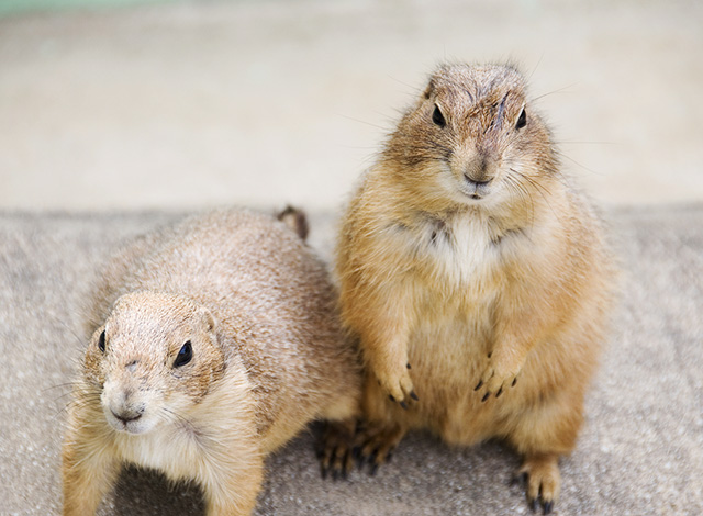 枚方公園 Hirakata Park ひらかたパーク 土撥鼠