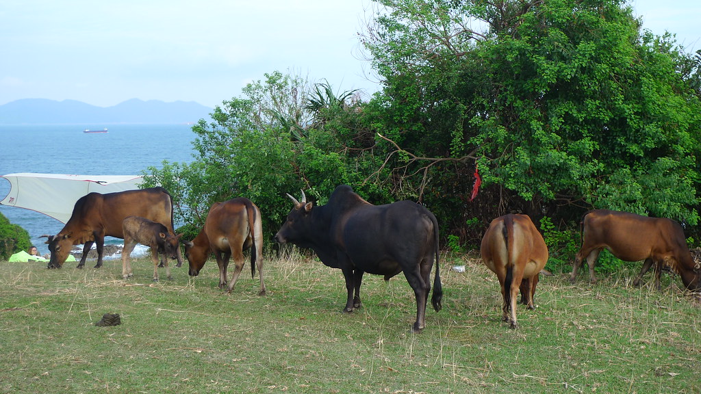 西貢塔門 塔門一日遊 塔門搭船 塔門草原露營 塔門行山 塔門的交通 馬料水碼頭 西貢黃石碼頭 塔門地圖 塔門牛 塔門風筝 塔門草原