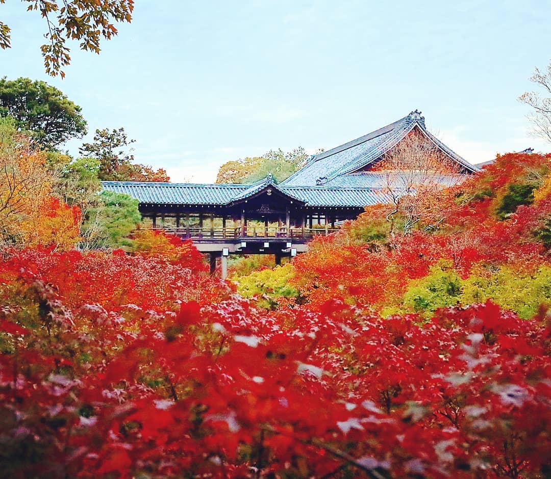 大本山東福寺 東福寺 東福寺門票 とうふくじ Tōfuku-ji Tofuku-ji 東福寺美食 東福寺交通 東福寺櫻花 東福寺紅葉 東福寺冬天 東福寺2019 東福寺夏天 東福寺12月 東福寺午餐 櫻花 楓葉 紅葉