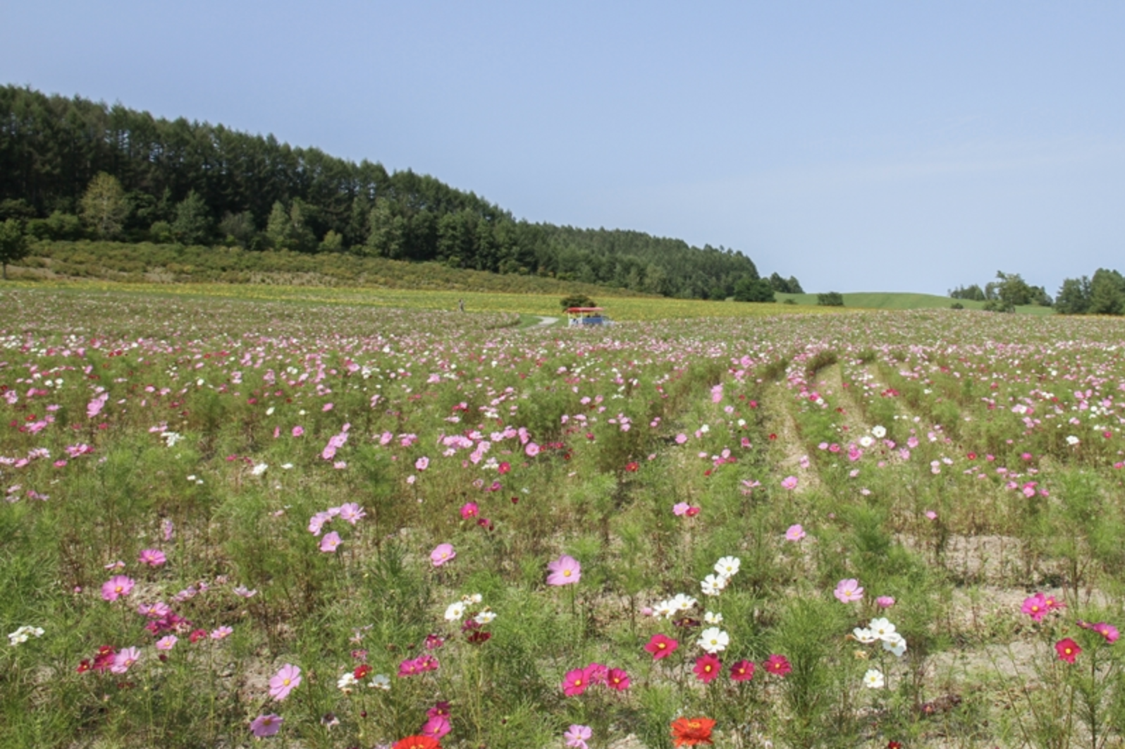 大波斯菊景點 賞花必去 日本賞花 日本大波斯菊