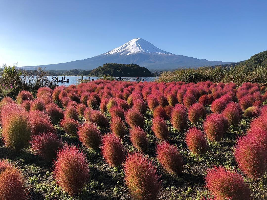 大石公園 波波草 河口湖大石公園 波波草 大石公園 掃帚草 河口湖大石公園 掃帚草 日本掃帚草 東京掃帚草 大阪掃帚草 京都掃帚草 關西掃帚草 名古屋掃帚草 日本波波草 紅色波波草 紅色掃帚草 東京波波草 大阪波波草 京都波波草 關西波波草 名古屋波波草 日本 波波草 景點 日本波波草景點 日本掃帚草景點 日本 掃帚草 景黠 日本 秋天 必去 日本 秋天 賞花