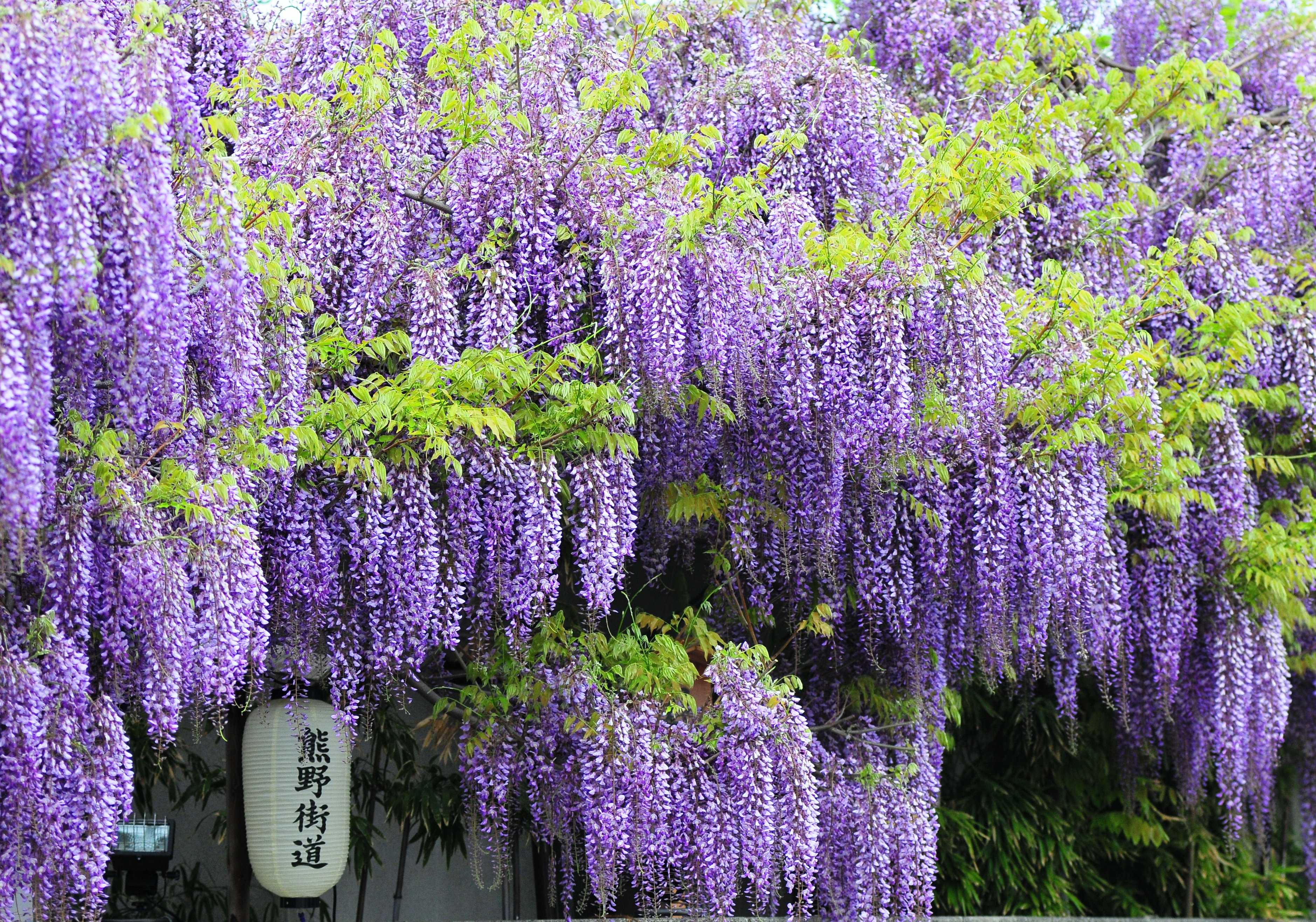 大阪紫藤花：大阪梶本家之藤