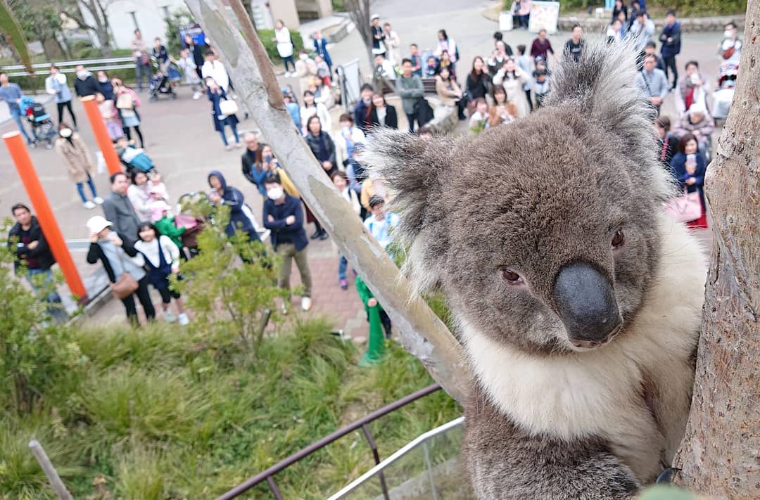 大阪親子景點 大阪親子 大阪親子遊 豚鼠 天王寺動物園 觸摸豚鼠體驗 天王寺動物園 鹬鸵 天王寺動物園 樹熊 天王寺動物園 北極熊 天王寺公園 大阪免稅店 阿倍野美食 阿倍野必食 阿倍野必吃 大阪 天王寺 天王寺站 大阪一天遊 日本天王寺 大阪天王寺 日本 天王寺 天王寺車站 jr 天王寺 jr 天王寺站 jr天王寺 大阪阿倍野 天王寺美食 天王寺 阿倍野 天王寺阿倍野 阿倍野區 阿倍野 天王寺景點 天王寺 景點 天王寺 天王寺購物 天王寺 購物 天王寺 shopping 大阪 Osaka 大阪必食 大阪必食 大阪必吃 大阪必到 大阪必去 大阪必買 大阪必掃 大阪自由行 大阪行程 大阪行程包 大阪懶人包 大阪好去處 大阪景點 大阪必到景點 大阪必去景點 大阪美食 大阪交通 大阪攻略 大阪自由行行程 大阪自由行行程推薦 大阪必食2019 大阪必吃2019 大阪必到2019 大阪必去2019 大阪必買2019 大阪必掃2019 大阪自由行2019 大阪行程2019 大阪行程包2019 大阪懶人包2019 大阪好去處2019 大阪景點2019 大阪必到景點2019 大阪必去景點2019 大阪美食2019 大阪交通2019 大阪攻略2019 大阪自由行行程2019 大阪自由行行程推薦2019