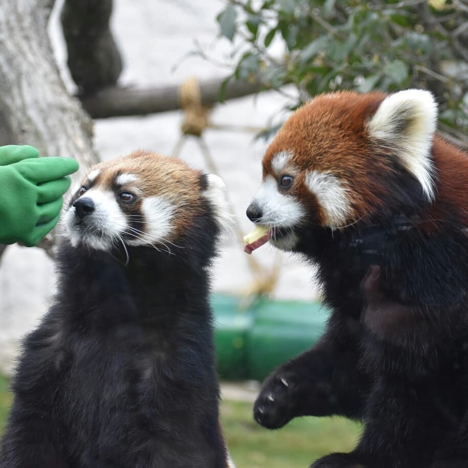 大阪親子景點 大阪親子 大阪親子遊 豚鼠 天王寺動物園 觸摸豚鼠體驗 天王寺動物園 鹬鸵 天王寺動物園 樹熊 天王寺動物園 北極熊 天王寺公園 大阪免稅店 阿倍野美食 阿倍野必食 阿倍野必吃 大阪 天王寺 天王寺站 大阪一天遊 日本天王寺 大阪天王寺 日本 天王寺 天王寺車站 jr 天王寺 jr 天王寺站 jr天王寺 大阪阿倍野 天王寺美食 天王寺 阿倍野 天王寺阿倍野 阿倍野區 阿倍野 天王寺景點 天王寺 景點 天王寺 天王寺購物 天王寺 購物 天王寺 shopping 大阪 Osaka 大阪必食 大阪必食 大阪必吃 大阪必到 大阪必去 大阪必買 大阪必掃 大阪自由行 大阪行程 大阪行程包 大阪懶人包 大阪好去處 大阪景點 大阪必到景點 大阪必去景點 大阪美食 大阪交通 大阪攻略 大阪自由行行程 大阪自由行行程推薦 大阪必食2019 大阪必吃2019 大阪必到2019 大阪必去2019 大阪必買2019 大阪必掃2019 大阪自由行2019 大阪行程2019 大阪行程包2019 大阪懶人包2019 大阪好去處2019 大阪景點2019 大阪必到景點2019 大阪必去景點2019 大阪美食2019 大阪交通2019 大阪攻略2019 大阪自由行行程2019 大阪自由行行程推薦2019
