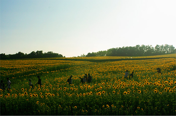 向日葵 太陽花 北龍町 北海道 日本太陽花 日本向日葵 向日葵景點