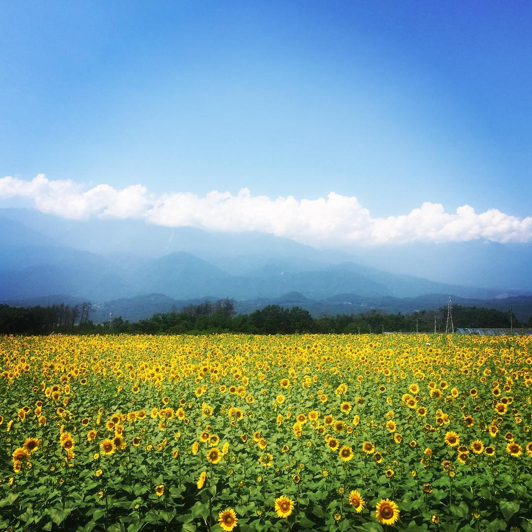 向日葵 太陽花 明野向日葵花田 山梨縣 北社市 sunflower 日本賞花