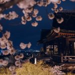 2018賞櫻攻略!京都夜櫻情報大公開!