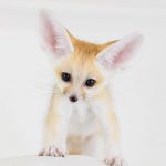 讓毛小孩治癒你吧!萌到犯規!東京動物 Café 八選!(前篇)
