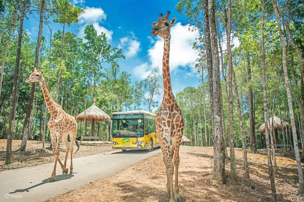 富國島珍珠野生動物園提供開放式遊園車體驗,遊客可近距離觀賞獅子、長頸鹿及斑馬等動物,並參加餵食活動,親手餵食長頸鹿和大象,感受與動物互動的樂趣。