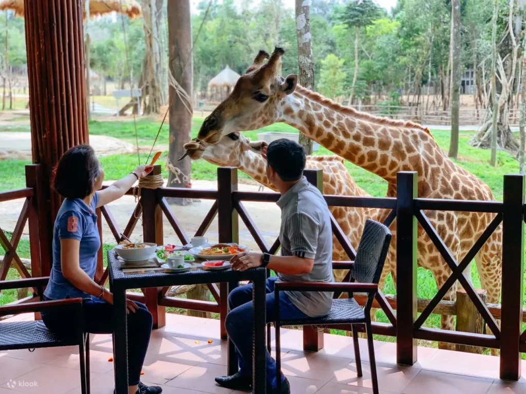 富國島珍珠野生動物園提供開放式遊園車體驗,遊客可近距離觀賞獅子、長頸鹿及斑馬等動物,並參加餵食活動,親手餵食長頸鹿和大象,感受與動物互動的樂趣。