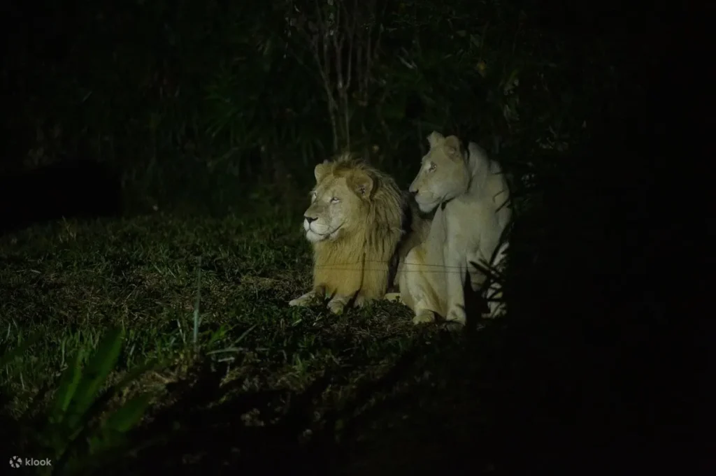 富國島珍珠野生動物園提供豐富活動,包括小小動物管理員體驗,讓小朋友學習照顧動物,還有夜間動物園活動,讓遊客觀察動物夜間生活,增添趣味與難忘體驗。