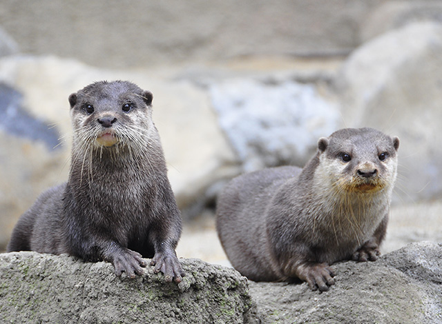 枚方公園 Hirakata Park ひらかたパーク 小爪水獺