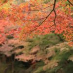 小石川後樂園|日本 Japan 日本必食 日本必吃 日本必到 日本必去 日本必買 日本必掃 日本自由行 日本行程 日本行程包 日本懶人包 日本好去處 日本景點 日本必到景點 日本必去景點 日本美食 日本交通 日本攻略 日本自由行行程 日本自由行行程推薦 日本酒店 日本飯店 日本酒店推薦 日本飯店推薦 日本必住酒店 日本必住飯店 日本必食2019 日本必吃2019 日本必到2019 日本必去2019 日本必買2019 日本必掃2019 日本自由行2019 日本行程2019 日本行程包2019 日本懶人包2019 日本好去處2019 日本景點2019 日本必到景點2019 日本必去景點2019 日本美食2019 日本交通2019 日本攻略2019 日本自由行行程2019 日本自由行行程推薦2019 日本酒店2019 日本飯店2019 日本酒店推薦2019 日本飯店推薦2019 日本必住酒店2019 日本必住飯店2019 東京 Tokyo 東京必食 東京必吃 東京必到 東京必去 東京必買 東京必掃 東京自由行 東京行程 東京行程包 東京懶人包 東京好去處 東京景點 東京必到景點 東京必去景點 東京美食 東京交通 東京攻略 東京自由行行程 東京自由行行程推薦 東京酒店 東京飯店 東京酒店推薦 東京飯店推薦 東京必住酒店 東京必住飯店 東京必食2019 東京必吃2019 東京必到2019 東京必去2019 東京必買2019 東京必掃2019 東京自由行2019 東京行程2019 東京行程包2019 東京懶人包2019 東京好去處2019 東京景點2019 東京必到景點2019 東京必去景點2019 東京美食2019 東京交通2019 東京攻略2019 東京自由行行程2019 東京自由行行程推薦2019 東京酒店2019 東京飯店2019 東京酒店推薦2019 東京飯店推薦2019 東京必住酒店2019 東京必住飯店2019 銀杏2019 日本銀杏 日本銀杏2019 東京銀杏 東京銀杏2019 楓葉2019 紅葉2019 日本楓葉2019 日本楓葉 日本紅葉 日本紅葉2019 東京楓葉2019 東京楓葉 東京紅葉 東京紅葉2019 國營昭和紀念公園 國營昭和紀念公園紅葉 國營昭和紀念公園楓葉 國營昭和紀念公園2019 國營昭和紀念公園紅葉2019 國營昭和紀念公園楓葉2019六義園 六義園紅葉 六義園楓葉 六義園2019 六義園紅葉2019 六義園楓葉2019 新宿御苑 新宿御苑紅葉 新宿御苑楓葉 新宿御苑2019 新宿御苑紅葉2019 新宿御苑楓葉2019 小石川後樂園 小石川後樂園紅葉 小石川後樂園楓葉 小石川後樂園2019 小石川後樂園紅葉2019 小石川後樂園楓葉2019 井之頭恩賜公園 井之頭恩賜公園紅葉 井之頭恩賜公園楓葉 井之頭恩賜公園2019 井之頭恩賜公園紅葉2019 井之頭恩賜公園楓葉2019 飛鳥山公園 飛鳥山公園紅葉 飛鳥山公園楓葉 飛鳥山公園2019 飛鳥山公園紅葉2019 飛鳥山公園楓葉2019 代代木公園 代代木公園紅葉 代代木公園楓葉 代代木公園2019 代代木公園紅葉2019 代代木公園楓葉2019 上野恩賜公園 上野恩賜公園紅葉 上野恩賜公園楓葉 上野恩賜公園2019 上野恩賜公園紅葉2019 上野恩賜公園楓葉2019 小石川後樂園楓葉 小石川後樂園5月 小石川後樂園夏天 小石川後樂園2019 小石川後樂園冬天 神樂坂小石川後樂園六義園池袋 小石川後樂園景點 小石川後樂園櫻花2019 小石川後楽園 後樂園東京