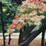 小石川後樂園|日本 Japan 日本必食 日本必吃 日本必到 日本必去 日本必買 日本必掃 日本自由行 日本行程 日本行程包 日本懶人包 日本好去處 日本景點 日本必到景點 日本必去景點 日本美食 日本交通 日本攻略 日本自由行行程 日本自由行行程推薦 日本酒店 日本飯店 日本酒店推薦 日本飯店推薦 日本必住酒店 日本必住飯店 日本必食2019 日本必吃2019 日本必到2019 日本必去2019 日本必買2019 日本必掃2019 日本自由行2019 日本行程2019 日本行程包2019 日本懶人包2019 日本好去處2019 日本景點2019 日本必到景點2019 日本必去景點2019 日本美食2019 日本交通2019 日本攻略2019 日本自由行行程2019 日本自由行行程推薦2019 日本酒店2019 日本飯店2019 日本酒店推薦2019 日本飯店推薦2019 日本必住酒店2019 日本必住飯店2019 東京 Tokyo 東京必食 東京必吃 東京必到 東京必去 東京必買 東京必掃 東京自由行 東京行程 東京行程包 東京懶人包 東京好去處 東京景點 東京必到景點 東京必去景點 東京美食 東京交通 東京攻略 東京自由行行程 東京自由行行程推薦 東京酒店 東京飯店 東京酒店推薦 東京飯店推薦 東京必住酒店 東京必住飯店 東京必食2019 東京必吃2019 東京必到2019 東京必去2019 東京必買2019 東京必掃2019 東京自由行2019 東京行程2019 東京行程包2019 東京懶人包2019 東京好去處2019 東京景點2019 東京必到景點2019 東京必去景點2019 東京美食2019 東京交通2019 東京攻略2019 東京自由行行程2019 東京自由行行程推薦2019 東京酒店2019 東京飯店2019 東京酒店推薦2019 東京飯店推薦2019 東京必住酒店2019 東京必住飯店2019 銀杏2019 日本銀杏 日本銀杏2019 東京銀杏 東京銀杏2019 楓葉2019 紅葉2019 日本楓葉2019 日本楓葉 日本紅葉 日本紅葉2019 東京楓葉2019 東京楓葉 東京紅葉 東京紅葉2019 國營昭和紀念公園 國營昭和紀念公園紅葉 國營昭和紀念公園楓葉 國營昭和紀念公園2019 國營昭和紀念公園紅葉2019 國營昭和紀念公園楓葉2019六義園 六義園紅葉 六義園楓葉 六義園2019 六義園紅葉2019 六義園楓葉2019 新宿御苑 新宿御苑紅葉 新宿御苑楓葉 新宿御苑2019 新宿御苑紅葉2019 新宿御苑楓葉2019 小石川後樂園 小石川後樂園紅葉 小石川後樂園楓葉 小石川後樂園2019 小石川後樂園紅葉2019 小石川後樂園楓葉2019 井之頭恩賜公園 井之頭恩賜公園紅葉 井之頭恩賜公園楓葉 井之頭恩賜公園2019 井之頭恩賜公園紅葉2019 井之頭恩賜公園楓葉2019 飛鳥山公園 飛鳥山公園紅葉 飛鳥山公園楓葉 飛鳥山公園2019 飛鳥山公園紅葉2019 飛鳥山公園楓葉2019 代代木公園 代代木公園紅葉 代代木公園楓葉 代代木公園2019 代代木公園紅葉2019 代代木公園楓葉2019 上野恩賜公園 上野恩賜公園紅葉 上野恩賜公園楓葉 上野恩賜公園2019 上野恩賜公園紅葉2019 上野恩賜公園楓葉2019 小石川後樂園楓葉 小石川後樂園5月 小石川後樂園夏天 小石川後樂園2019 小石川後樂園冬天 神樂坂小石川後樂園六義園池袋 小石川後樂園景點 小石川後樂園櫻花2019 小石川後楽園 後樂園東京