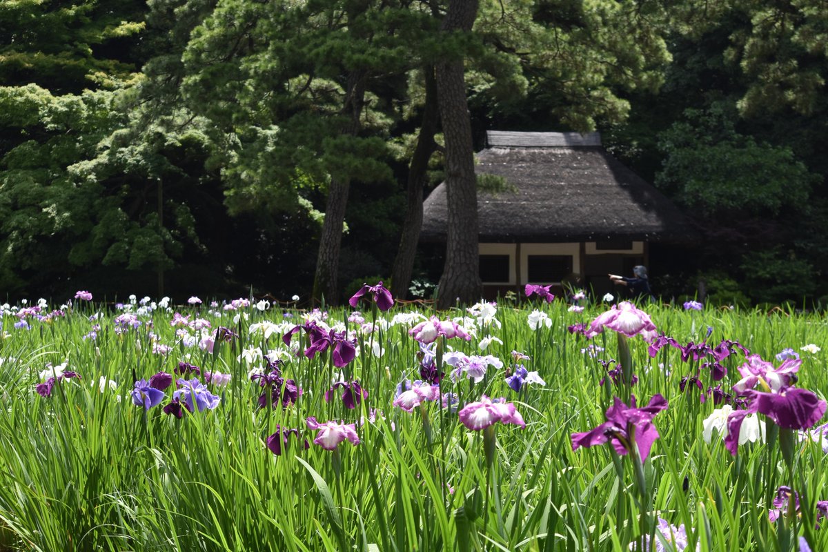 小石川後樂園回遊式築山泉水庭園的花菖蒲