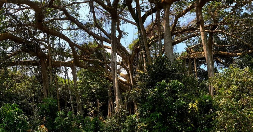 越南自由行 峴港自由行 越南峴港 峴港行程 峴港景點 峴港必去 山茶半島 靈應寺 觀音像 Son Tra Peninsula