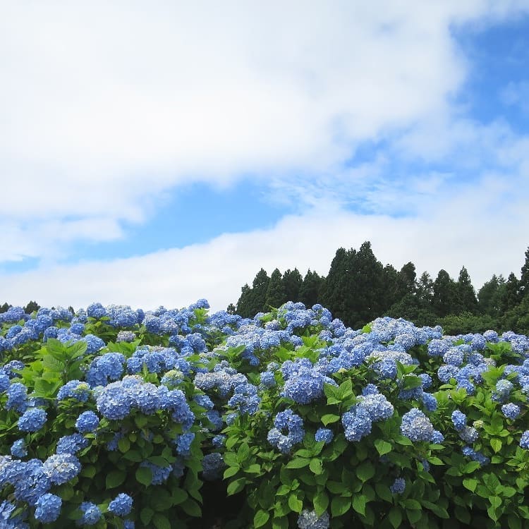 市民之森 Hakodate City Forest 市民の森 繡球花 紫陽花 北海道紫陽花 紫陽花花田 紫陽花花海 北海道繡球花 繡球花花田 繡球花花海 北海道必去 北海道景點 北海道賞花 北海道賞花景點