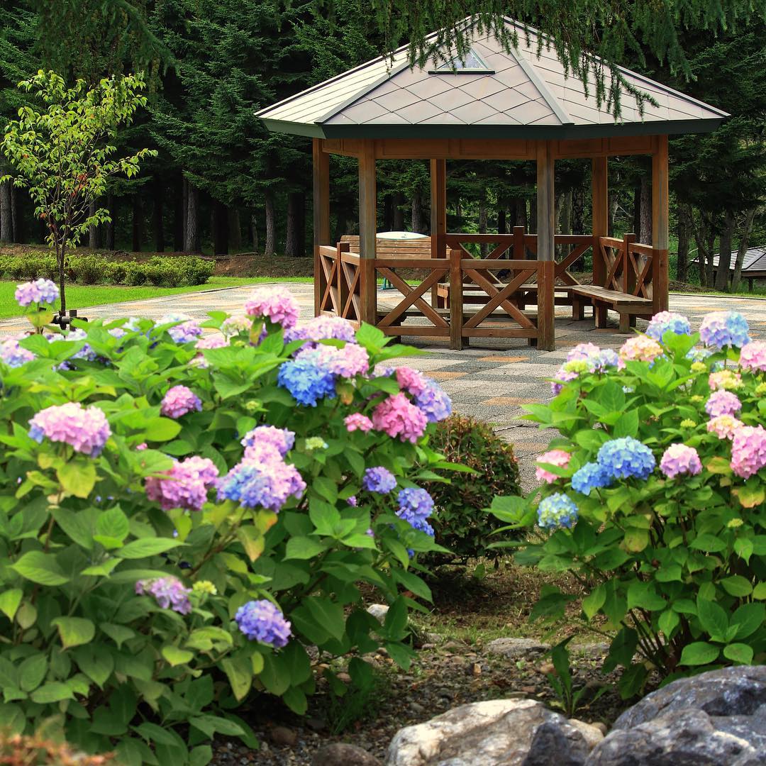 市民之森 Hakodate City Forest 市民の森 繡球花 紫陽花 北海道紫陽花 紫陽花花田 紫陽花花海 北海道繡球花 繡球花花田 繡球花花海 北海道必去 北海道景點 北海道賞花 北海道賞花景點
