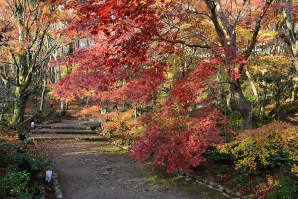 京都一天行程: 嵐山紅葉遊