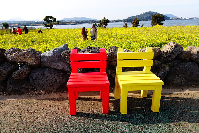 濟州島景點 濟州島旅遊 廣峙其海邊 廣峙其海邊交通 城山日出峰 涉地可支 油菜花