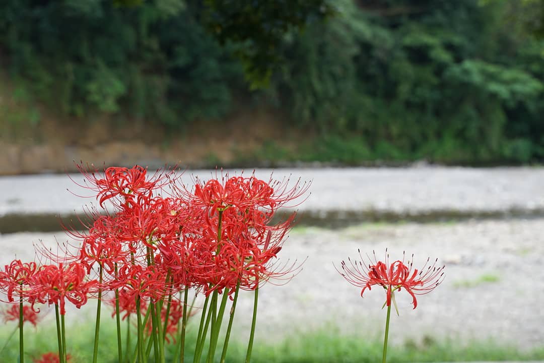 埼玉縣日高市 彼岸花景點 曼珠沙華景點 賞花必去 日本賞花 日本曼珠沙華 日本彼岸花