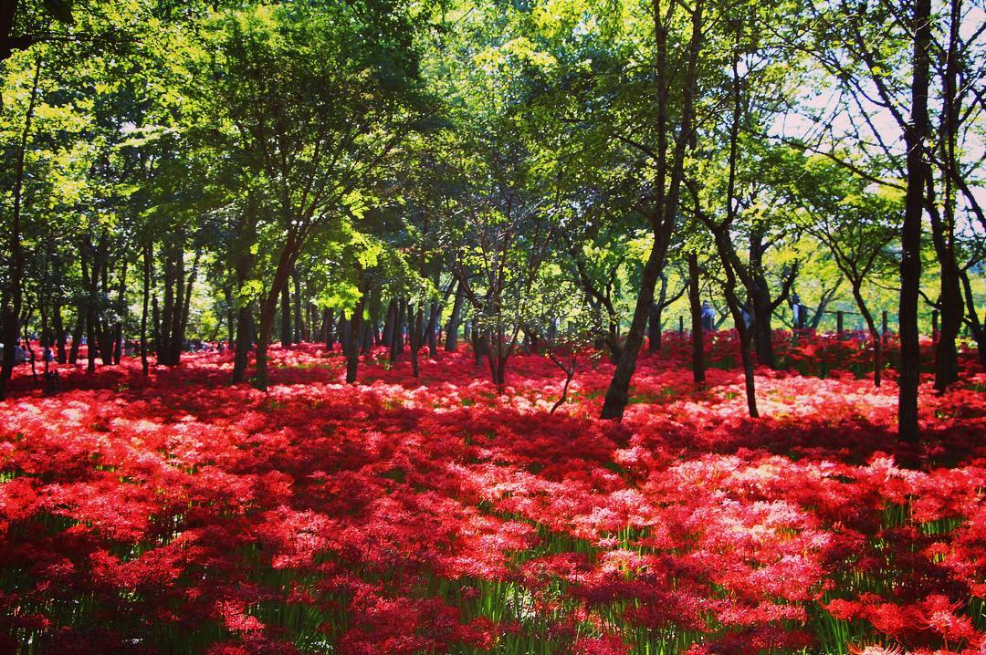 彼岸花 巾著田 曼珠沙華 地獄之花 higan bana 日本賞花