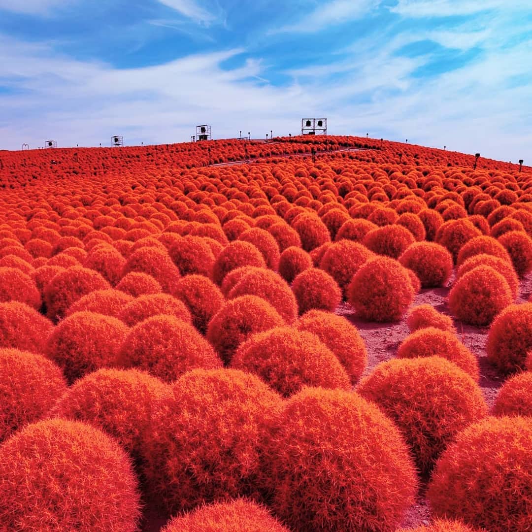 掃帚草 國營常陸海濱公園 地膚 Kochia scoparia 日本賞花