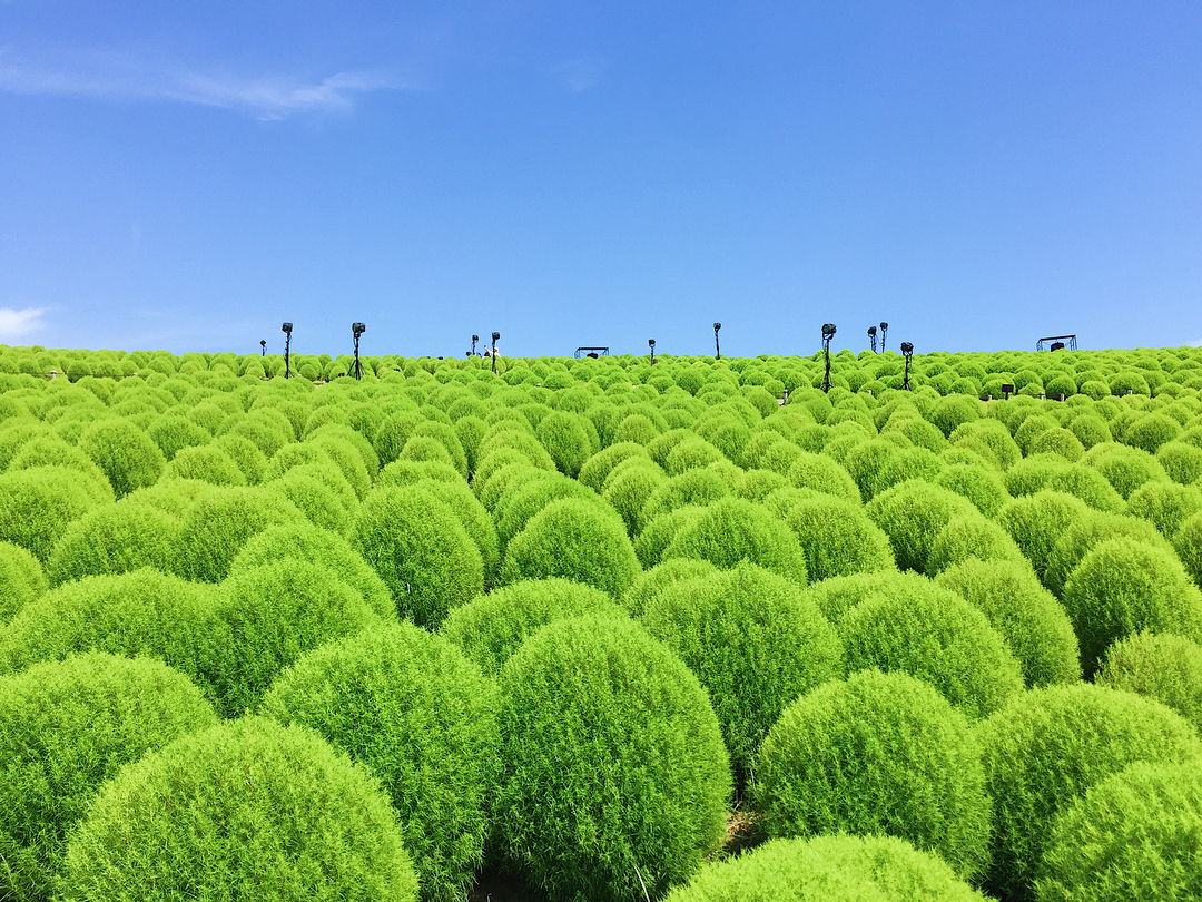 掃帚草景點 地膚景點 賞花必去 日本賞花 日本地膚 日本掃帚草