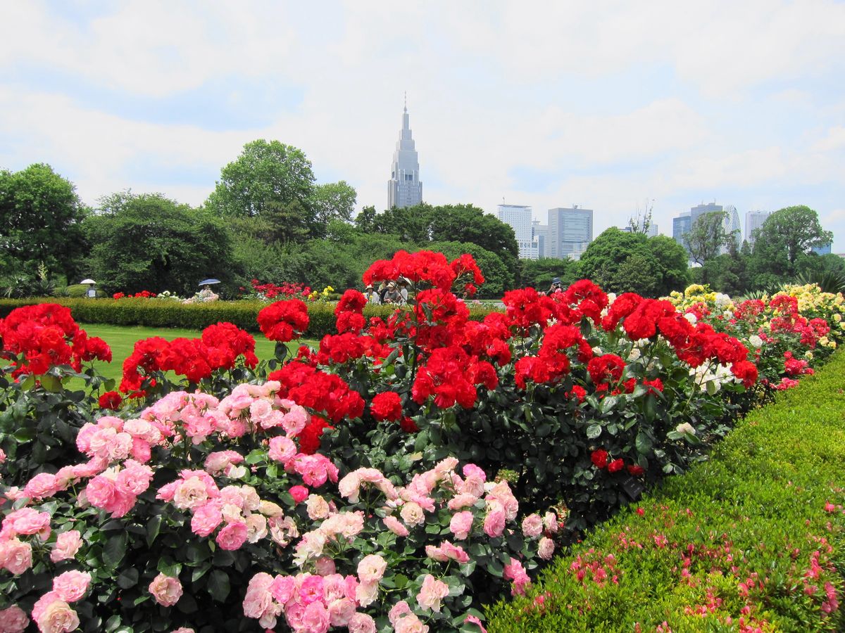 新宿御苑致瑰花