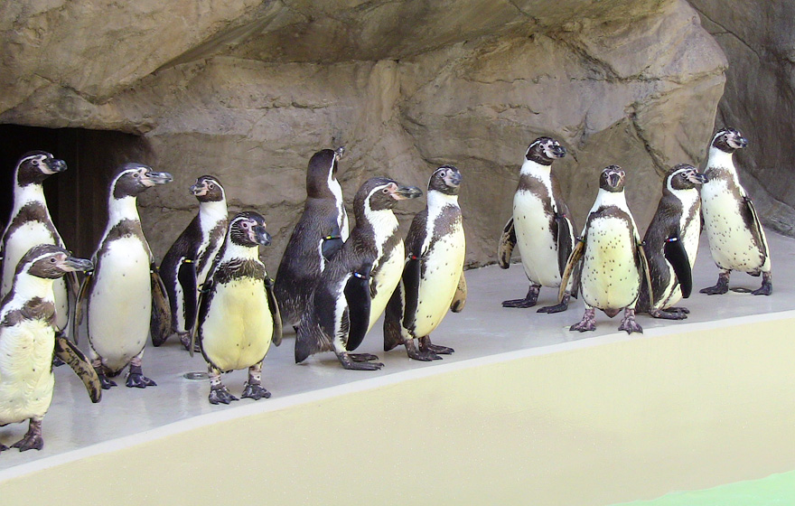 新潟市水族館瑪淋匹亞日本海 新潟自由行 新潟旅遊 新潟景點 新潟行程