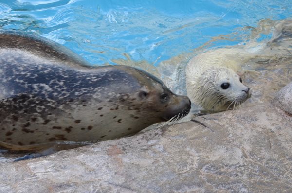 新潟市水族館瑪淋匹亞日本海 新潟自由行 新潟旅遊 新潟景點 新潟行程