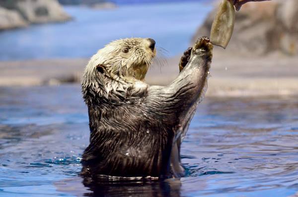 新潟市水族館瑪淋匹亞日本海 新潟自由行 新潟旅遊 新潟景點 新潟行程
