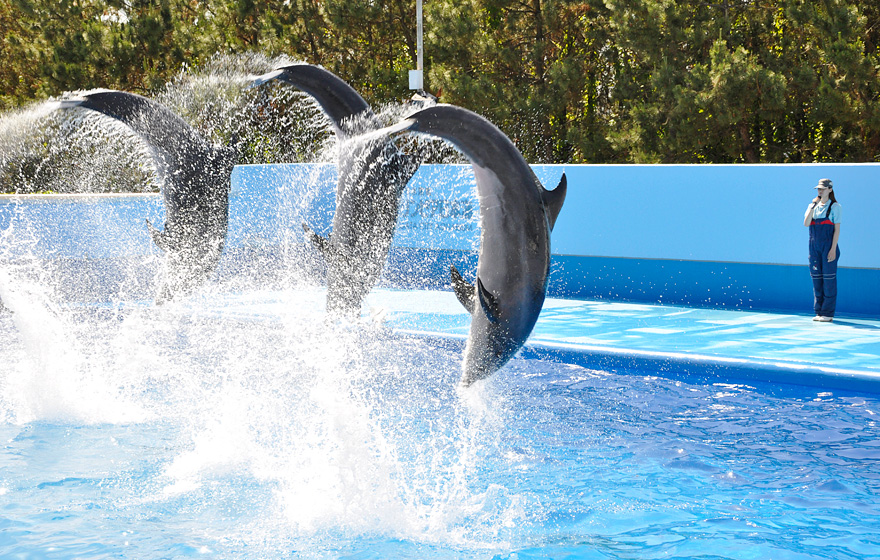 新潟市水族館瑪淋匹亞日本海 新潟自由行 新潟旅遊 新潟景點 新潟行程
